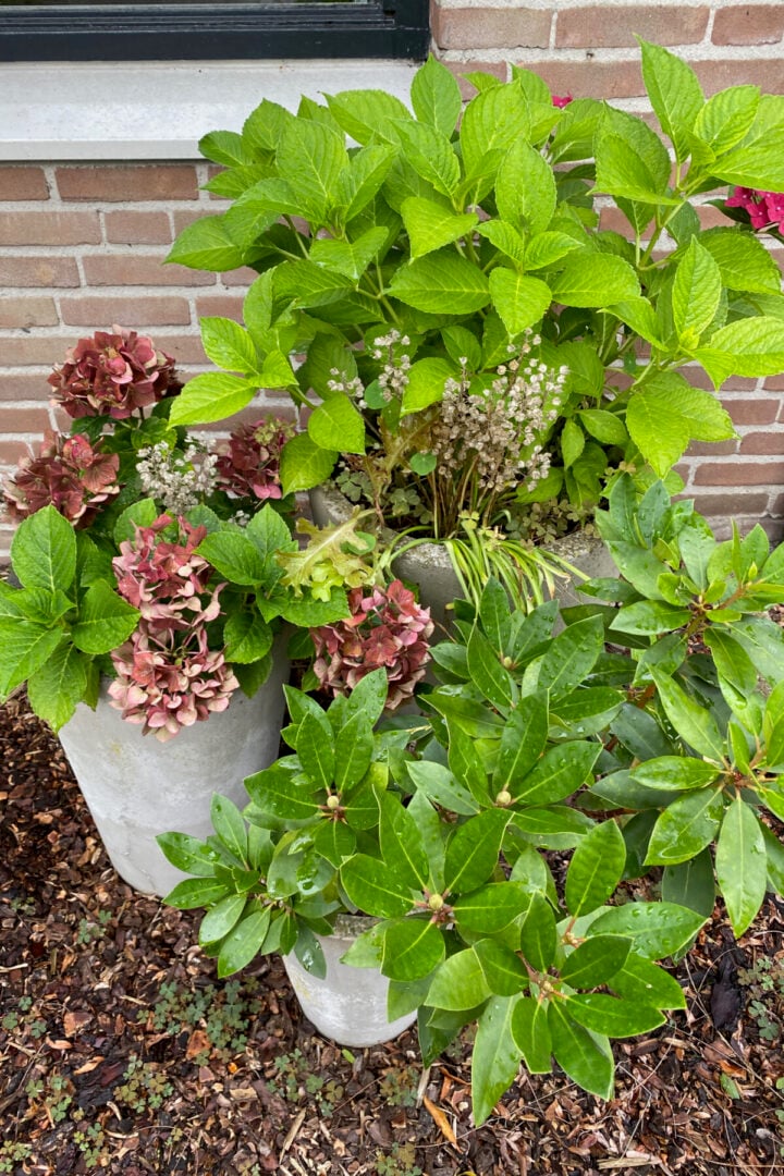 8 Reasons Why You Shouldn't Deadhead Your Plants