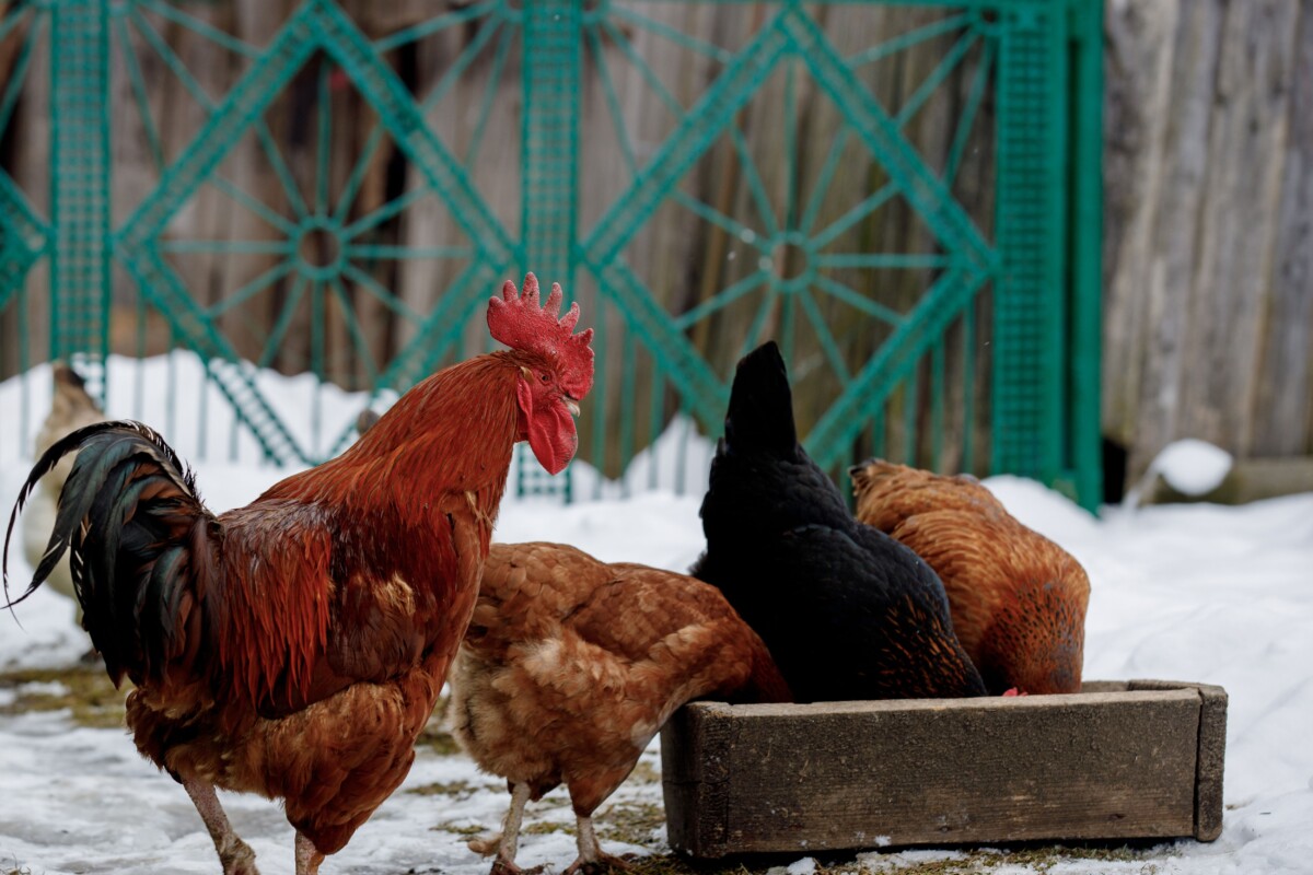 chickens eating in a yard in the winter