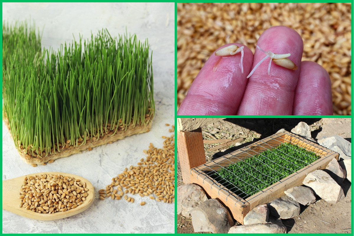 Photo collage - mat of fodder grown from oats, germinated wheat on fingers, outdoor fodder growing station
