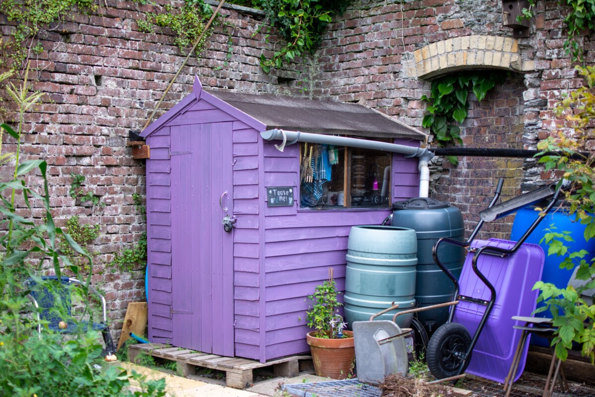 Bright purple shed in the corner of a garden. 