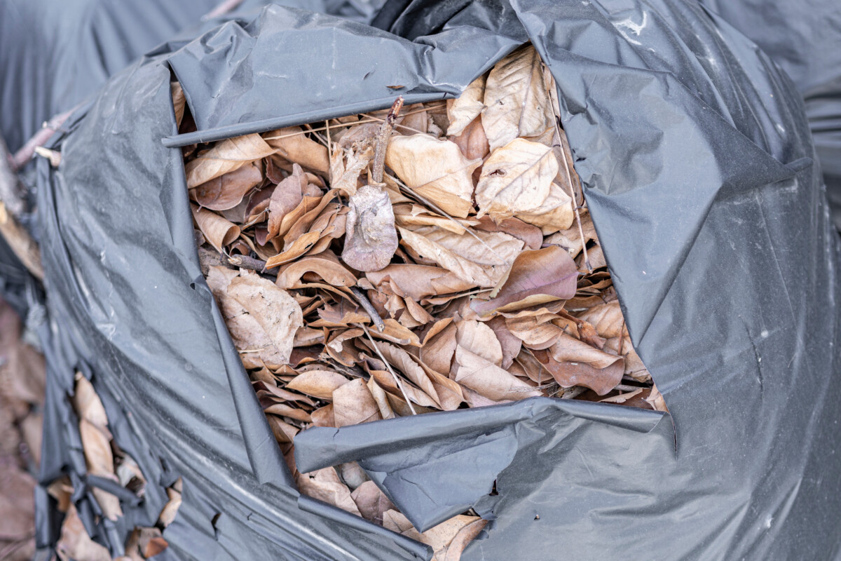 Garbage bag filled with dead leaves