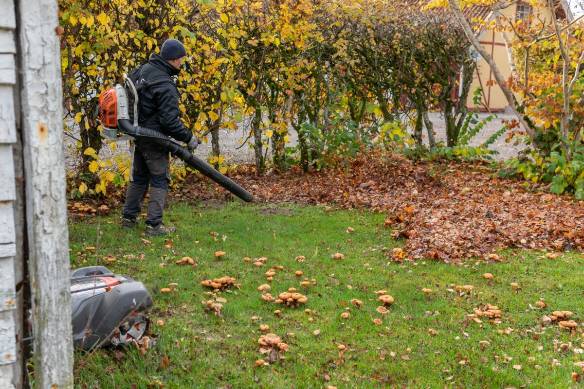 Man using leaf blower to move leaves in yard.