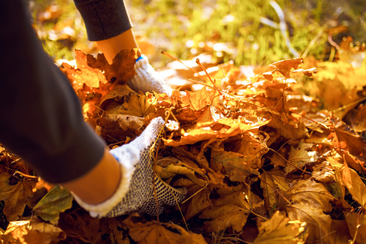 Man's gloved hands picking up a pile of leaves. 