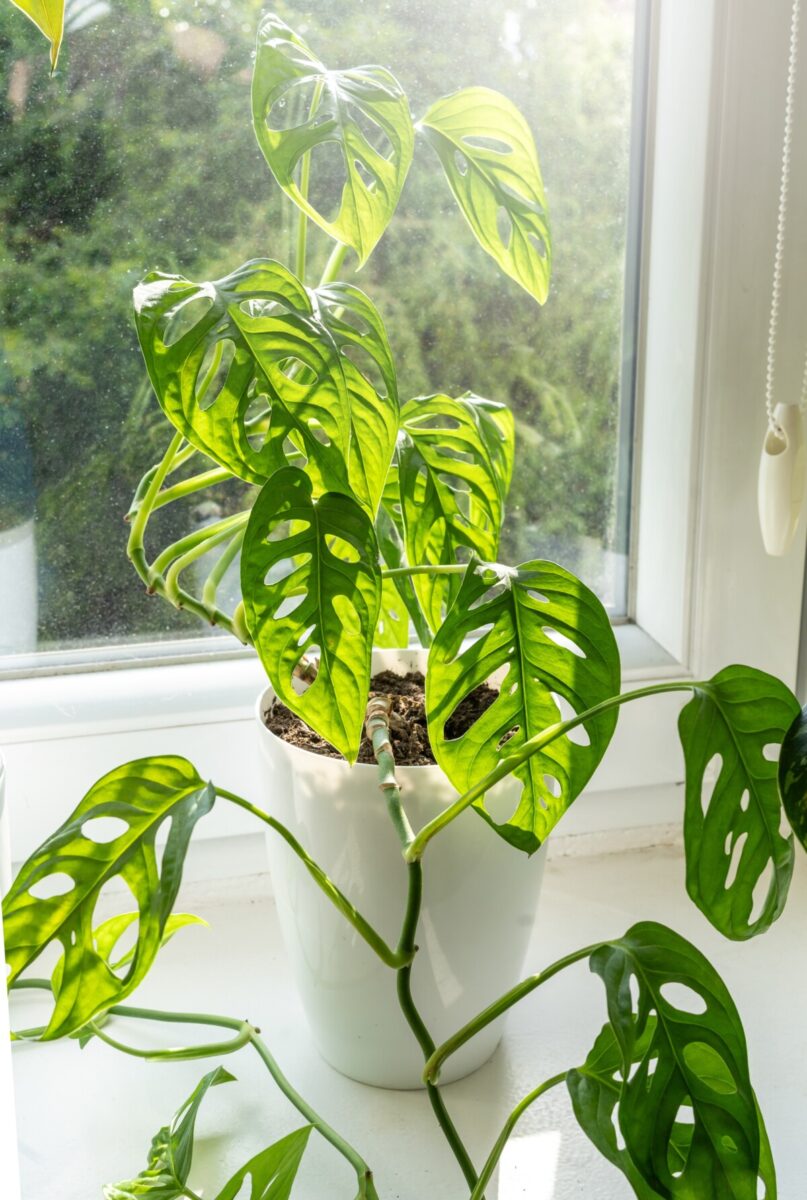 Monstera adansonii plant in a window.