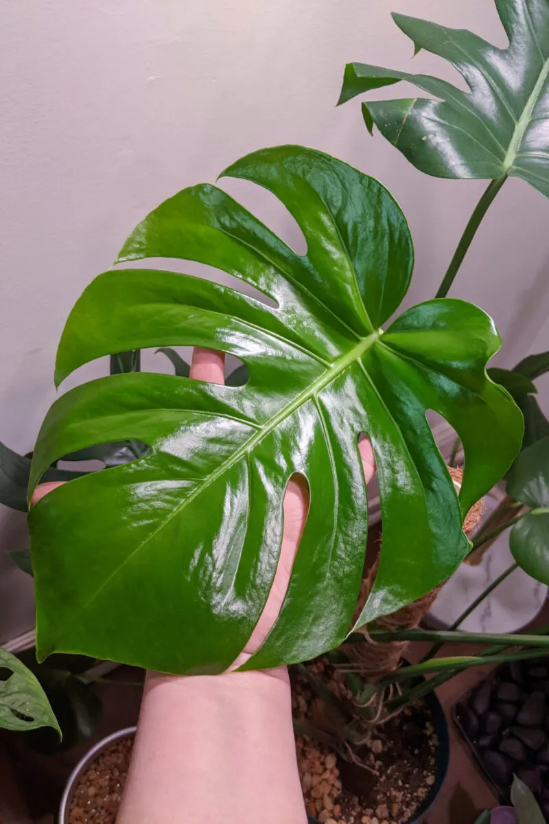 Hand holding a shiny, new fenestrated monstera leaf. 