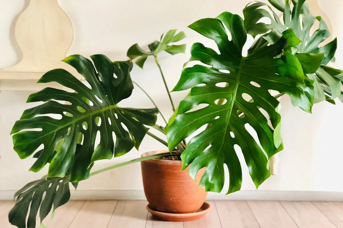 Large monstera deliciosa in a clay pot.