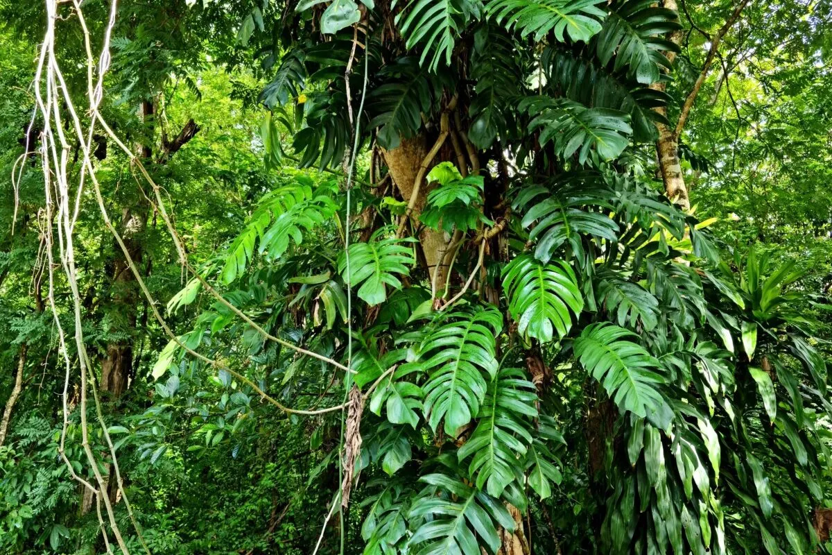 Monstera climbing up a tree