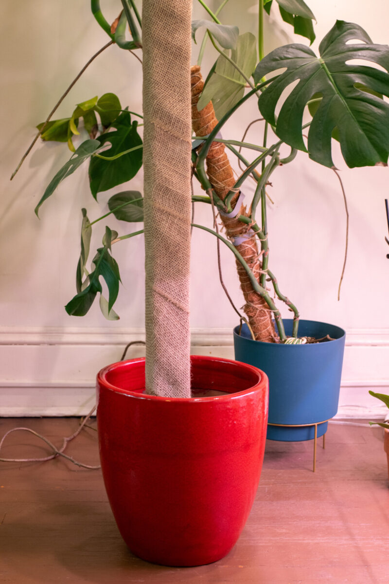 DIY Monstera planter with embedded stake.