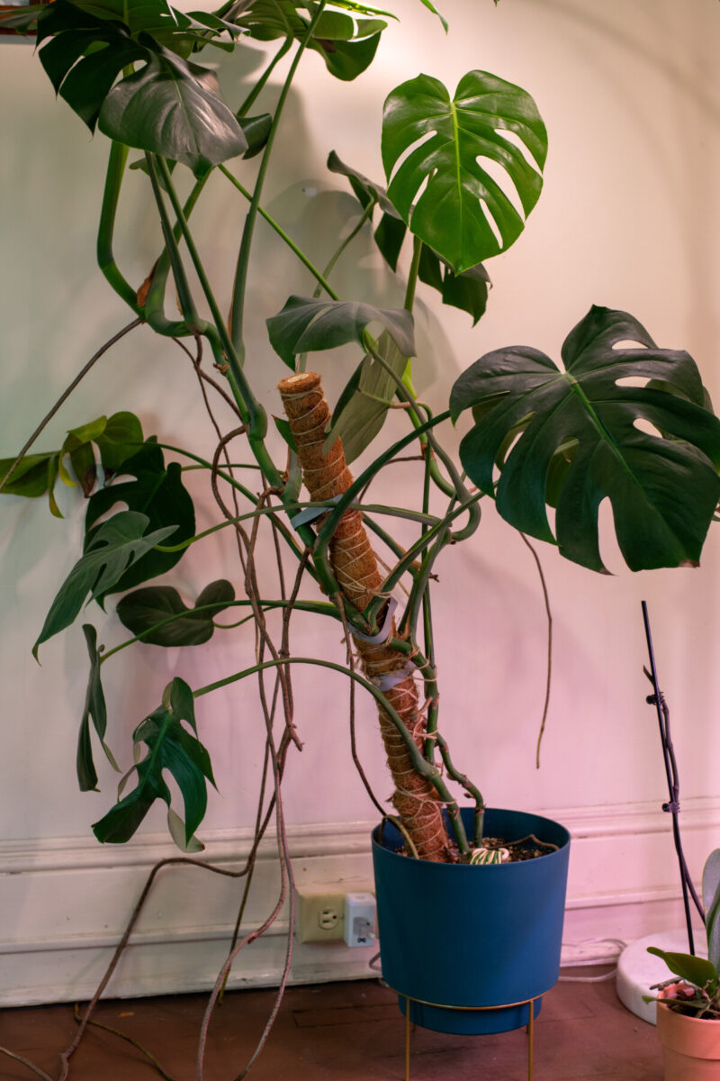 Monstera plant with stake leaning to the side.