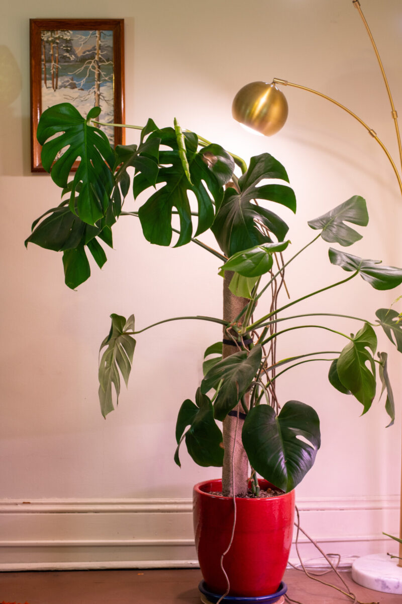Large staked monstera in diy no-top monstera planter.