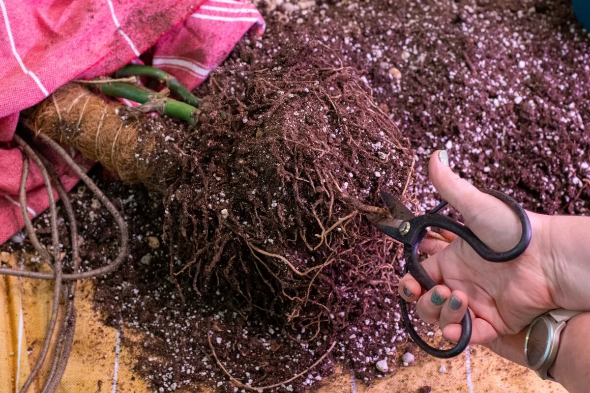Hands trimming roots