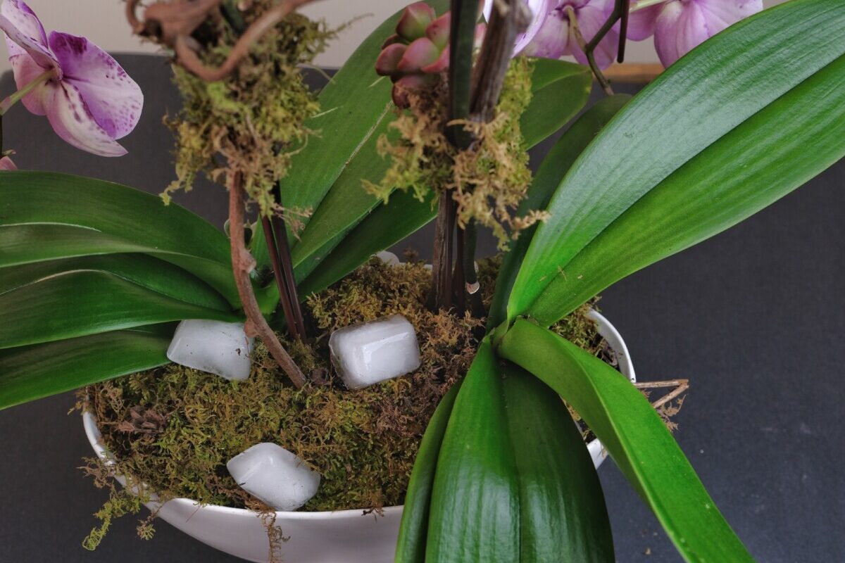 Potted orchid with three ice cubes melting on top of the moss