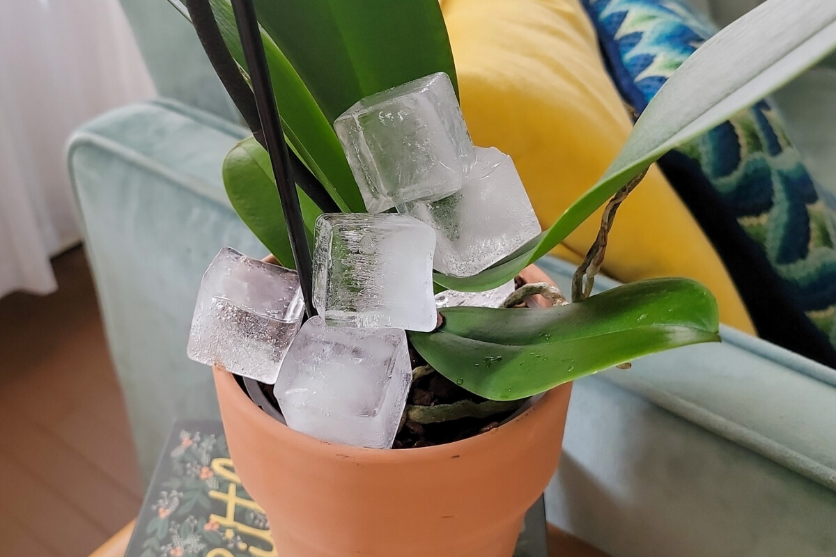 Ice cubes piled on top of an orchid.