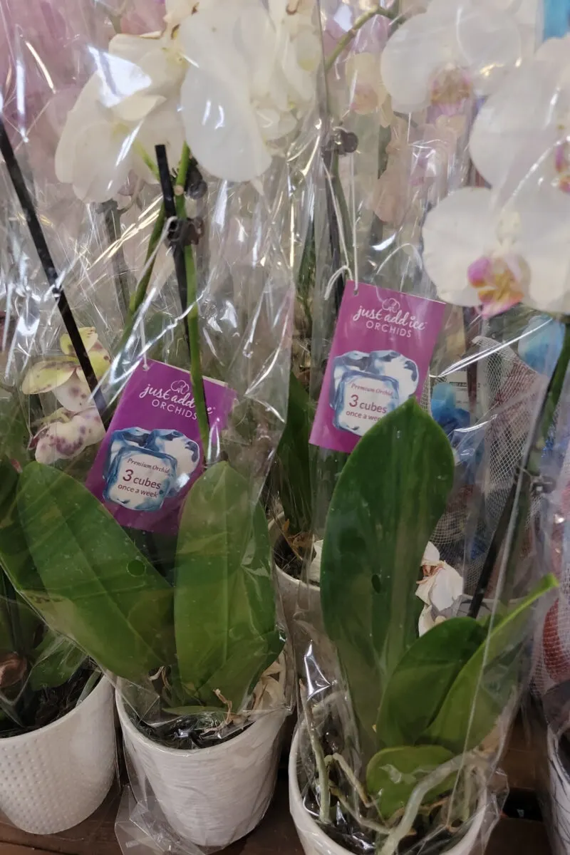 Orchids with tags that read "just add ice orchids"