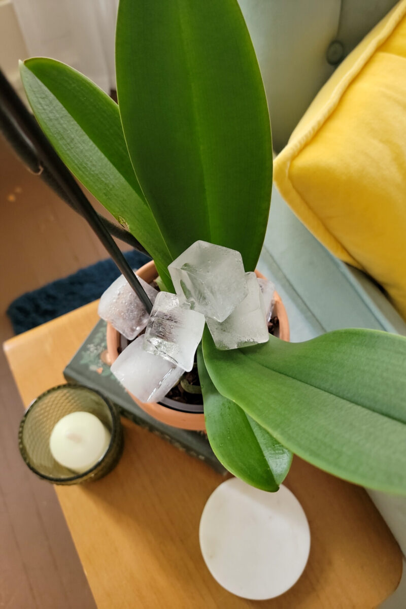 Ice cubes sitting on the leaves of an orchid