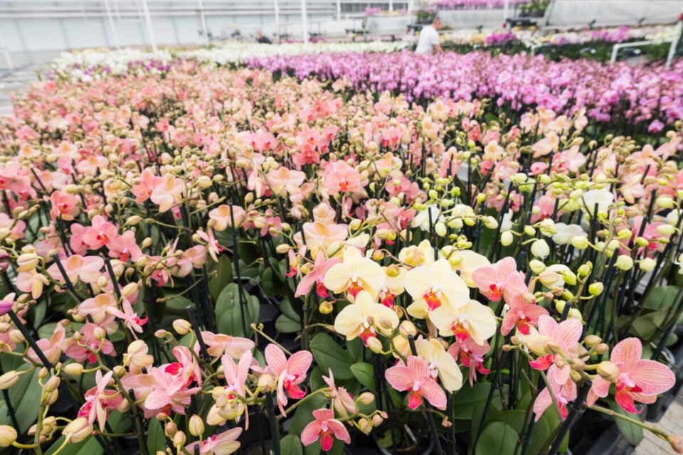 Should You Water Orchids With Ice Cubes Let’s Settle This