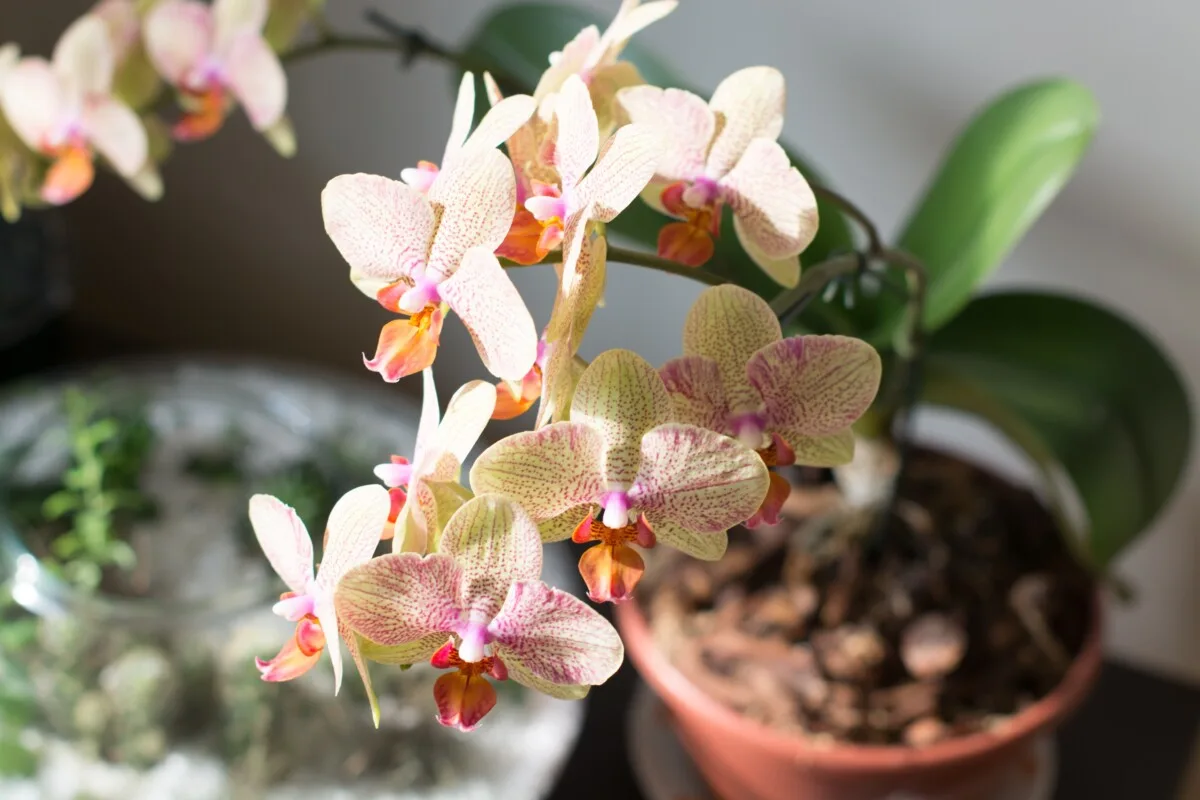 Beautiful potted orchid
