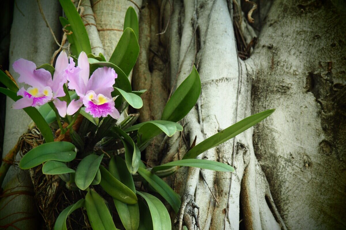 Orchid growing on a tree