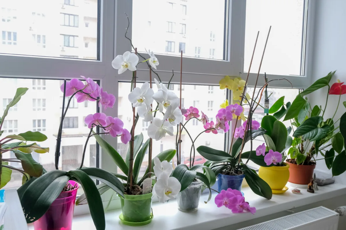 Windowsill with several orchids on it.