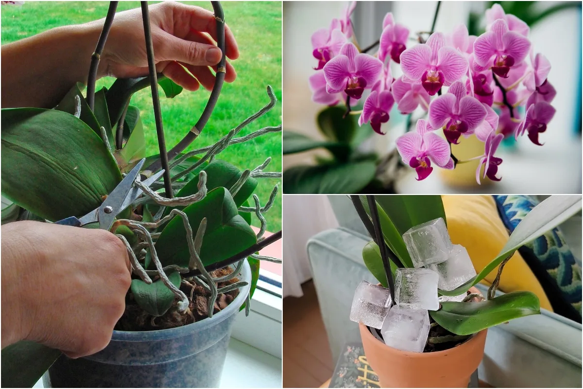 How to Repot Orchids to Keep Them Healthy and Happy