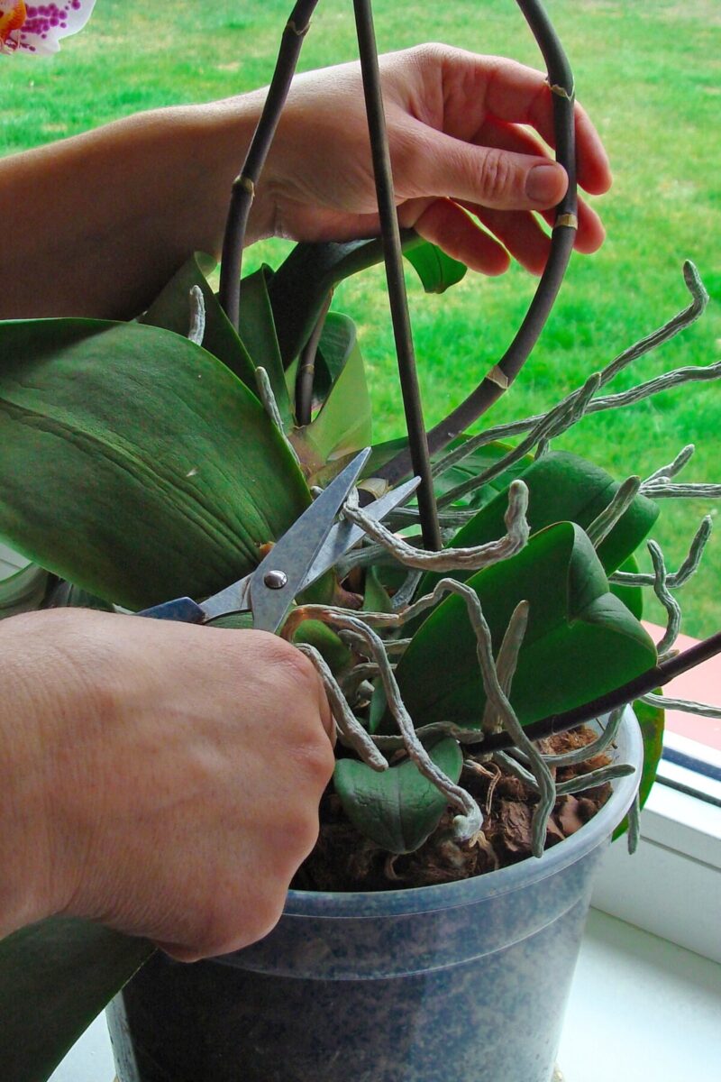 woman using scissors to cut aerial roots of an orchid