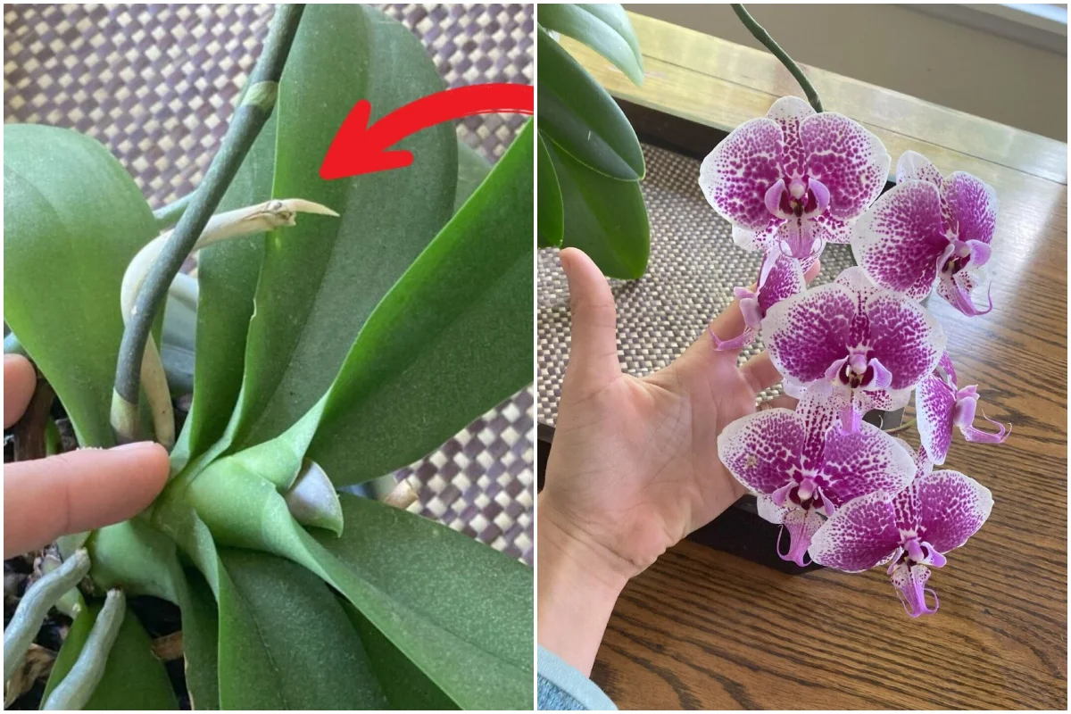 How To Get Your Orchid Re Bloom