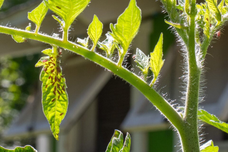 How to Overwinter Tomato Plants & Get Early Tomatoes Next Year