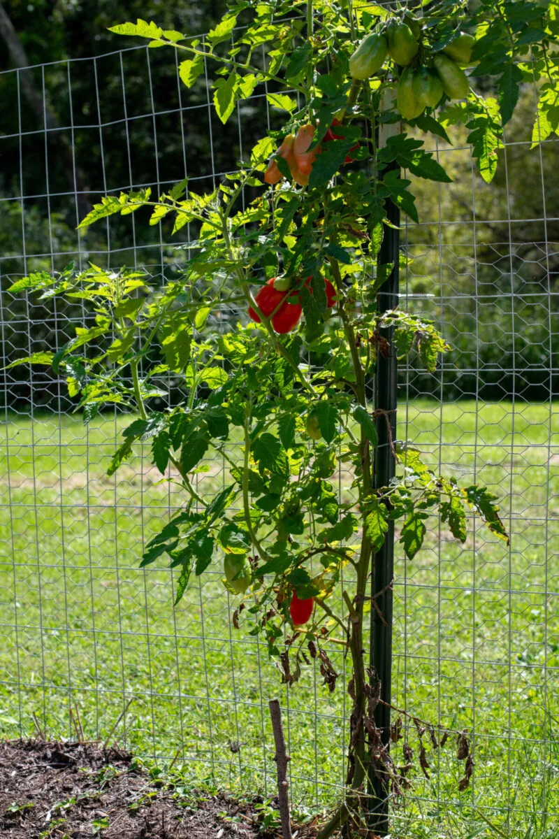 Marzano tomato plant