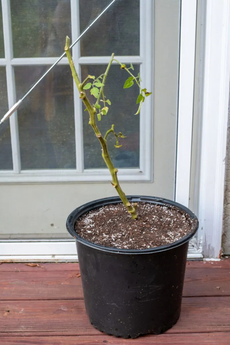 Transplanted, pruned tomato plant.