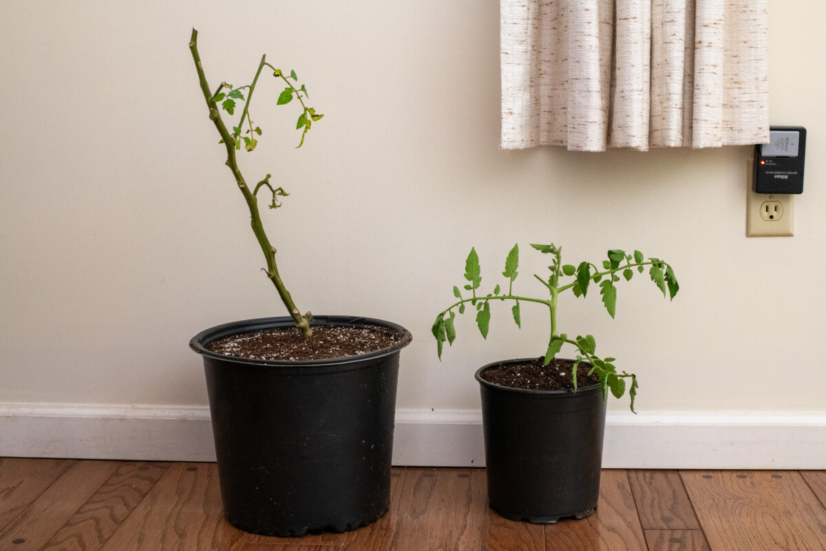 A dormant tomato plant and a cloned tomato plant