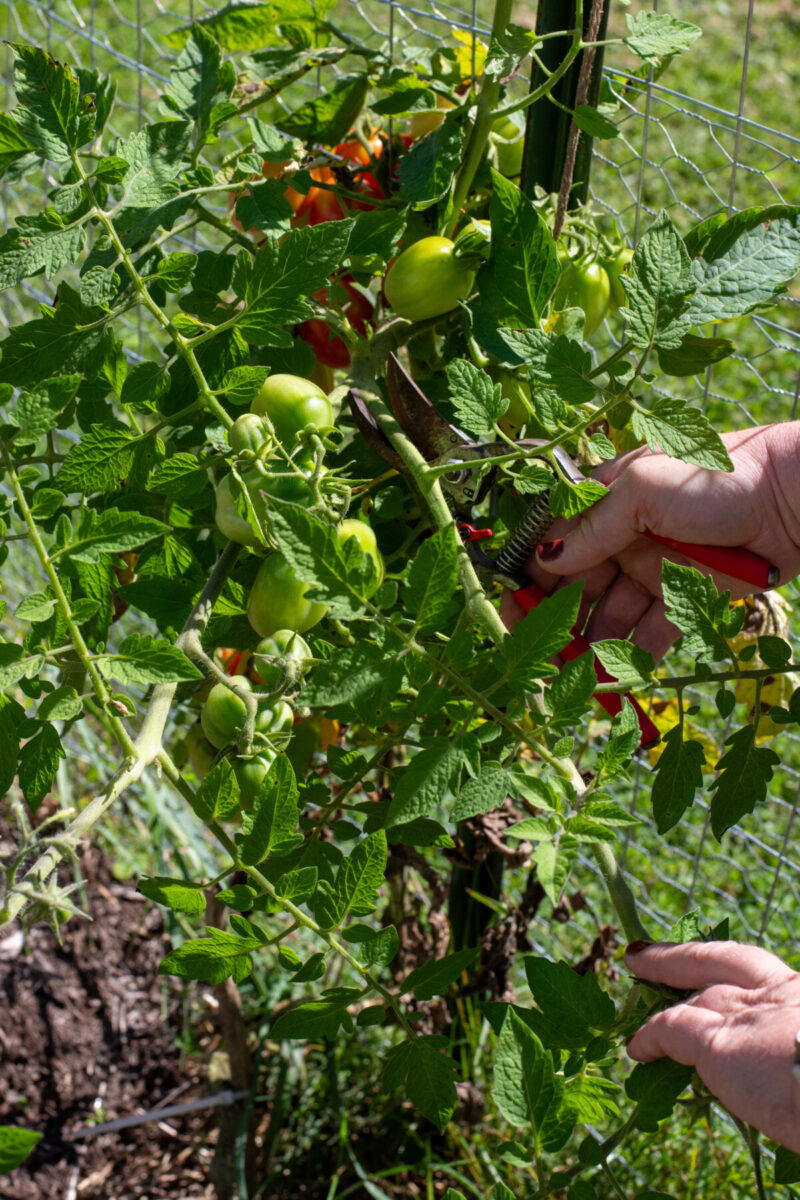 Woman's hand cutting a stem from a tomato plant