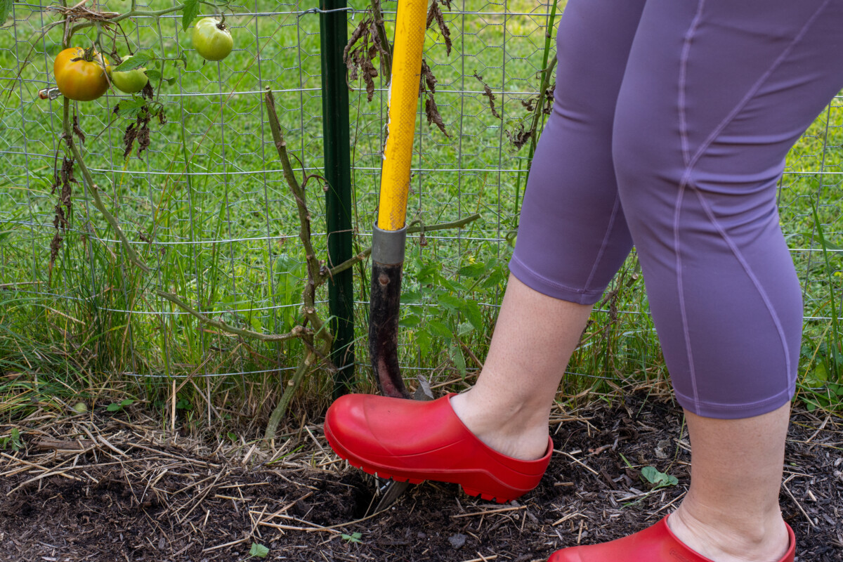 woman's feet with a shove, digging up a tomato plant