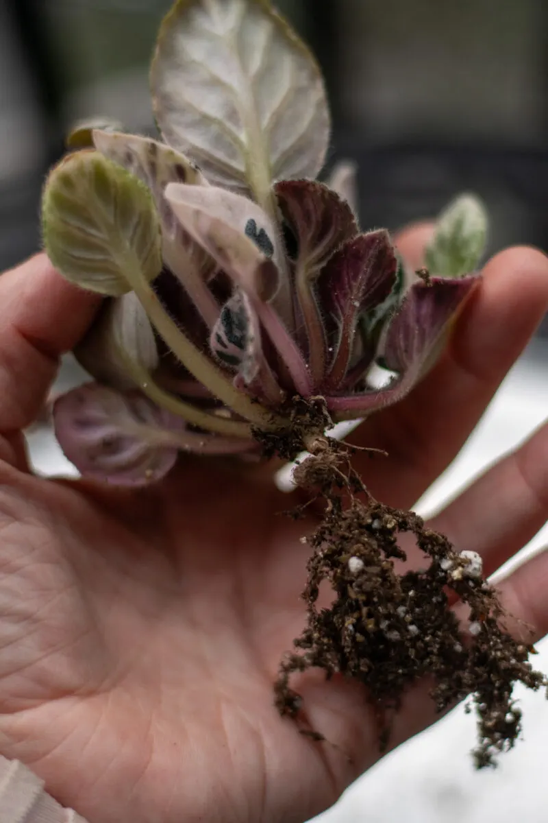 Woman's hand, holding uprooted African violet.