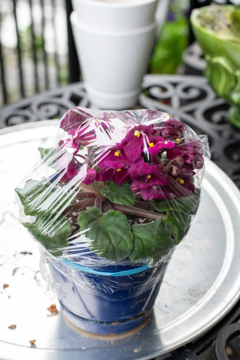 African violet repotted with plastic wrap covering the pot and plant. 