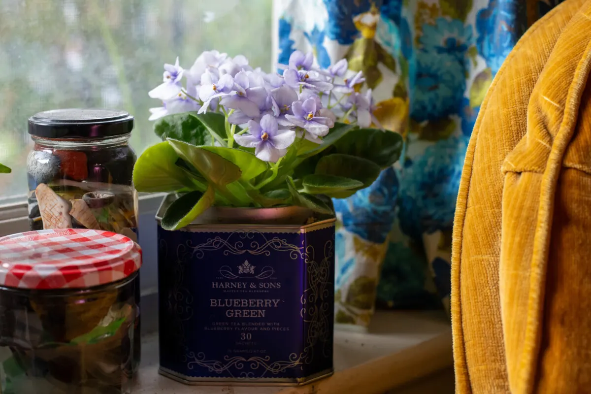 Potted African violet on windowsill