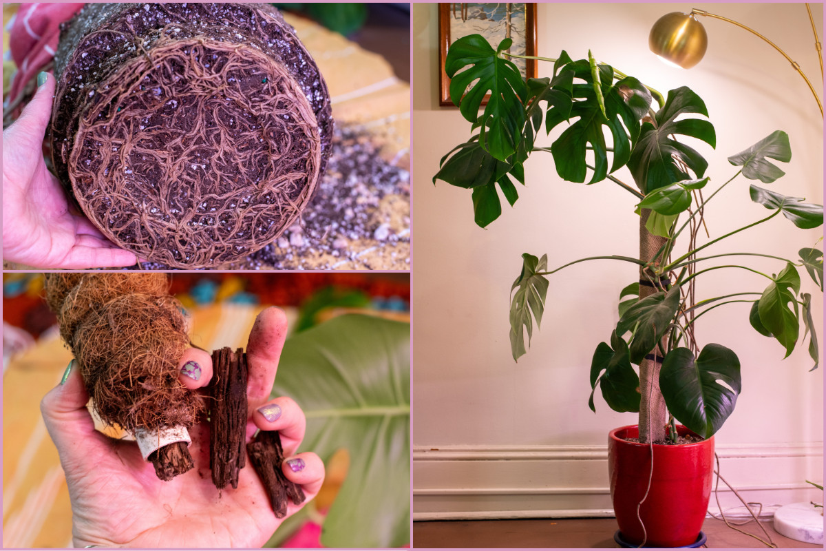 Collage of monstera deliciosa, it's roots and a broken coconut coir pole