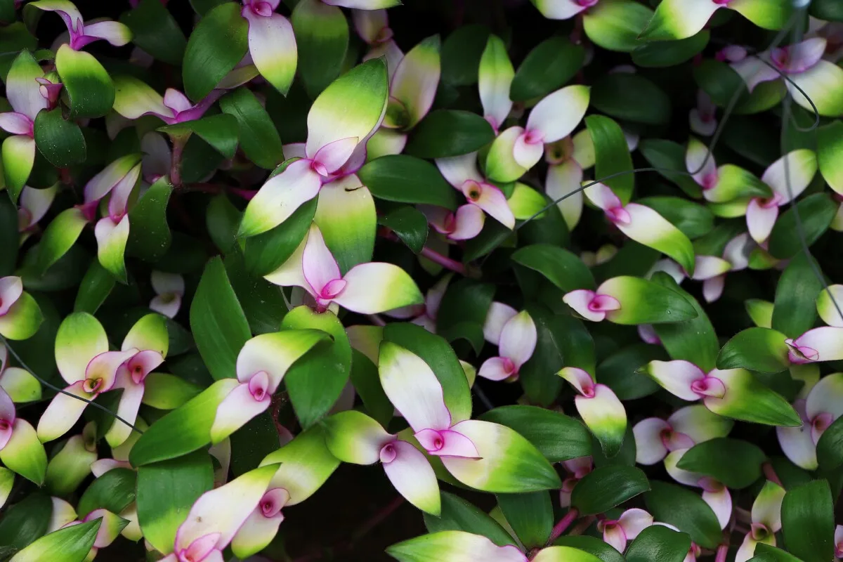 Pink and white tradescantia plant
