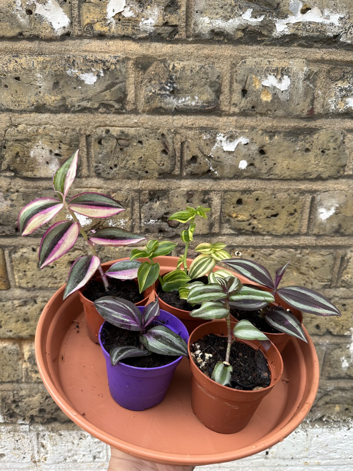 Several types of tradescantia being rooted in small plants. 