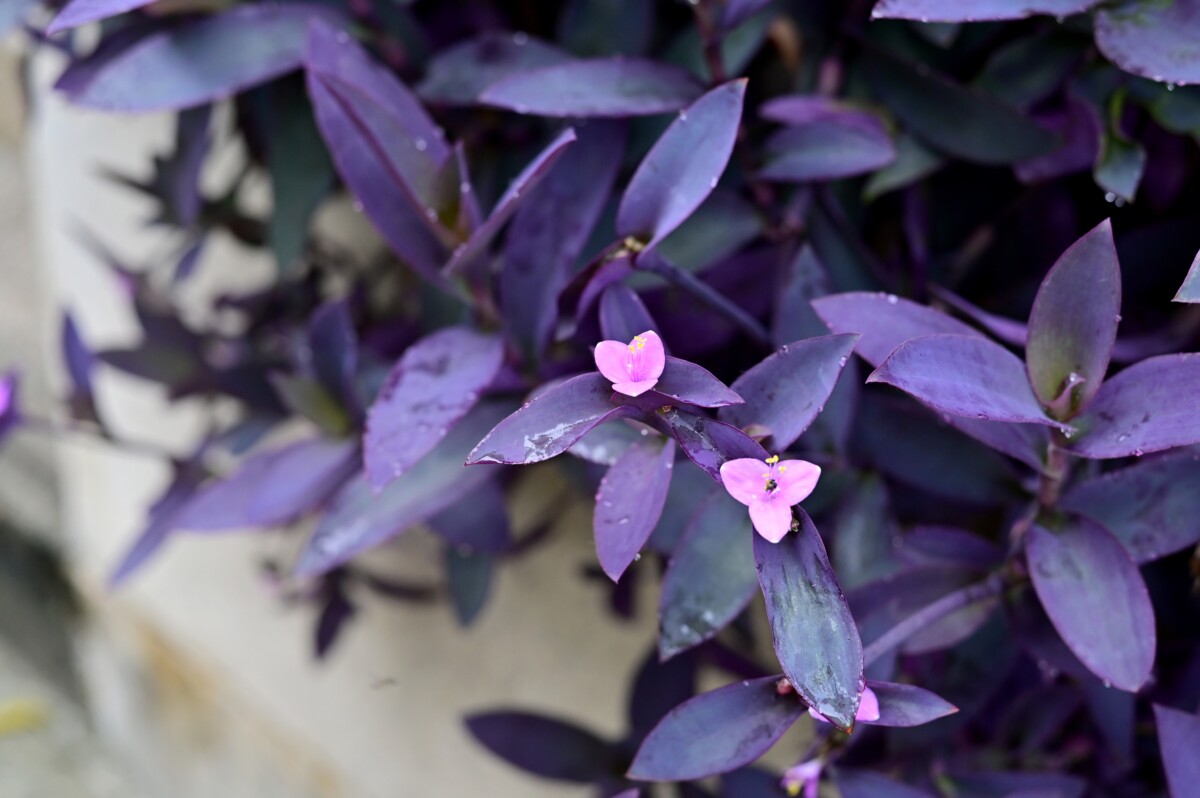 Purple heart plant with small flowers
