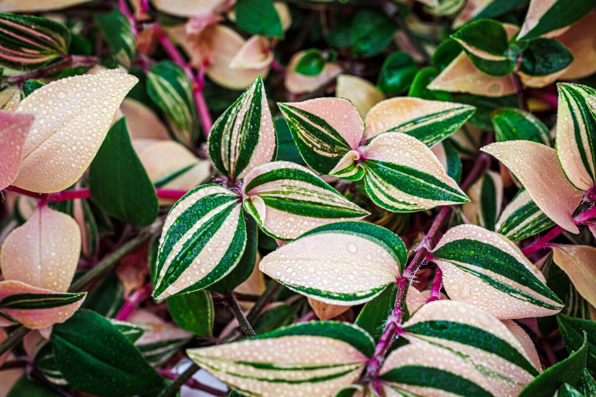 Pink and green variegated leaves of a tradescantia

