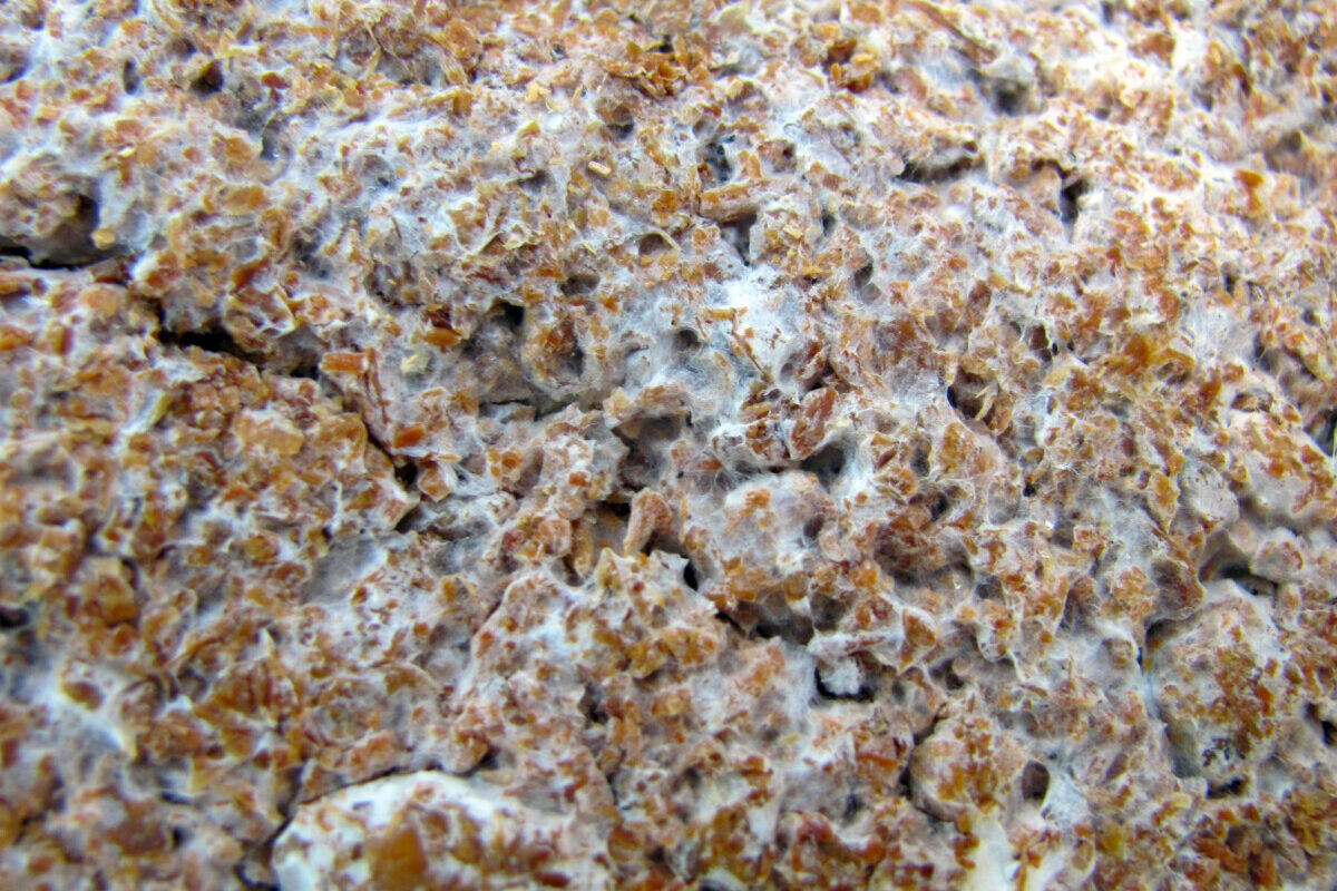 Close up of sawdust mushroom spawn