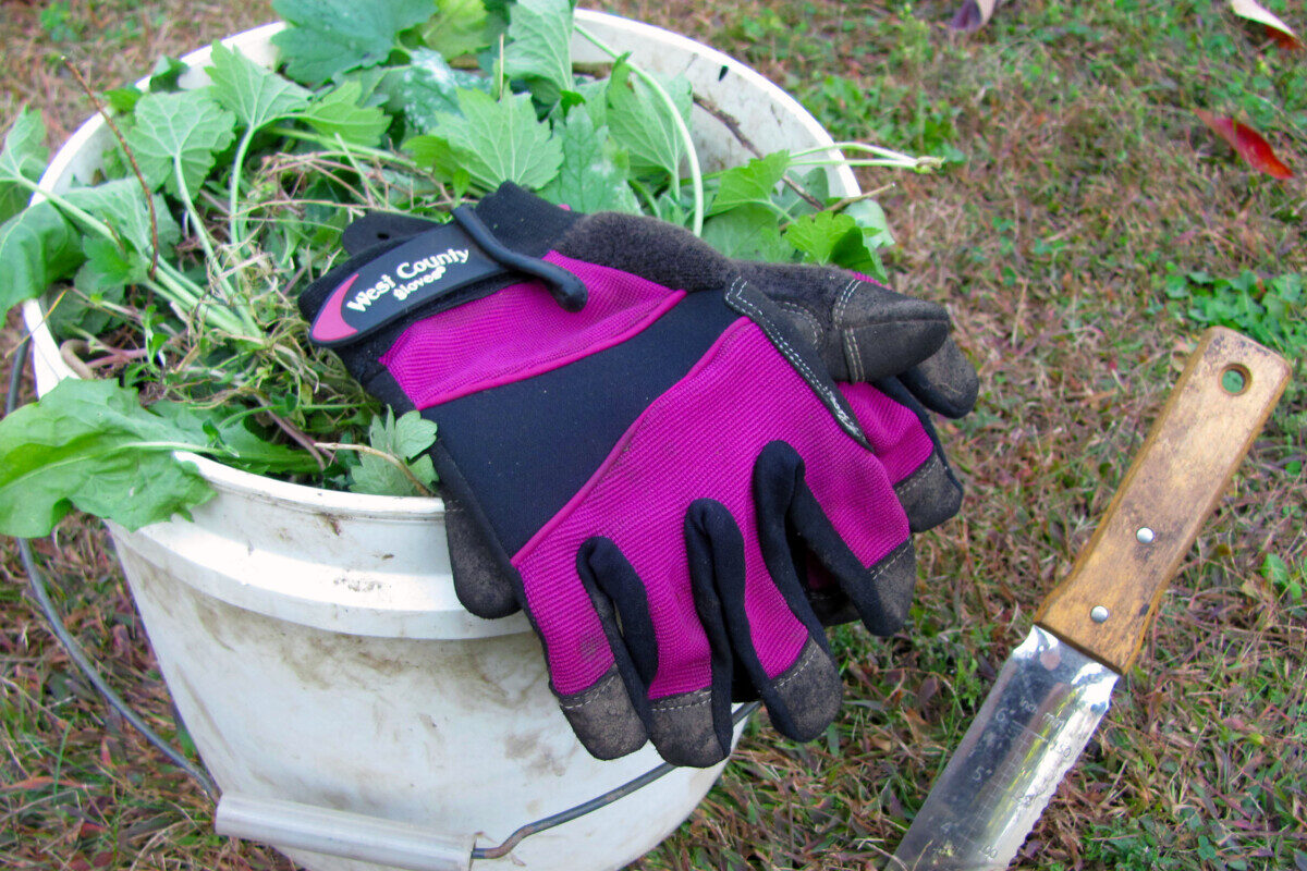 Bucket filled with weeds, gloves lying on top