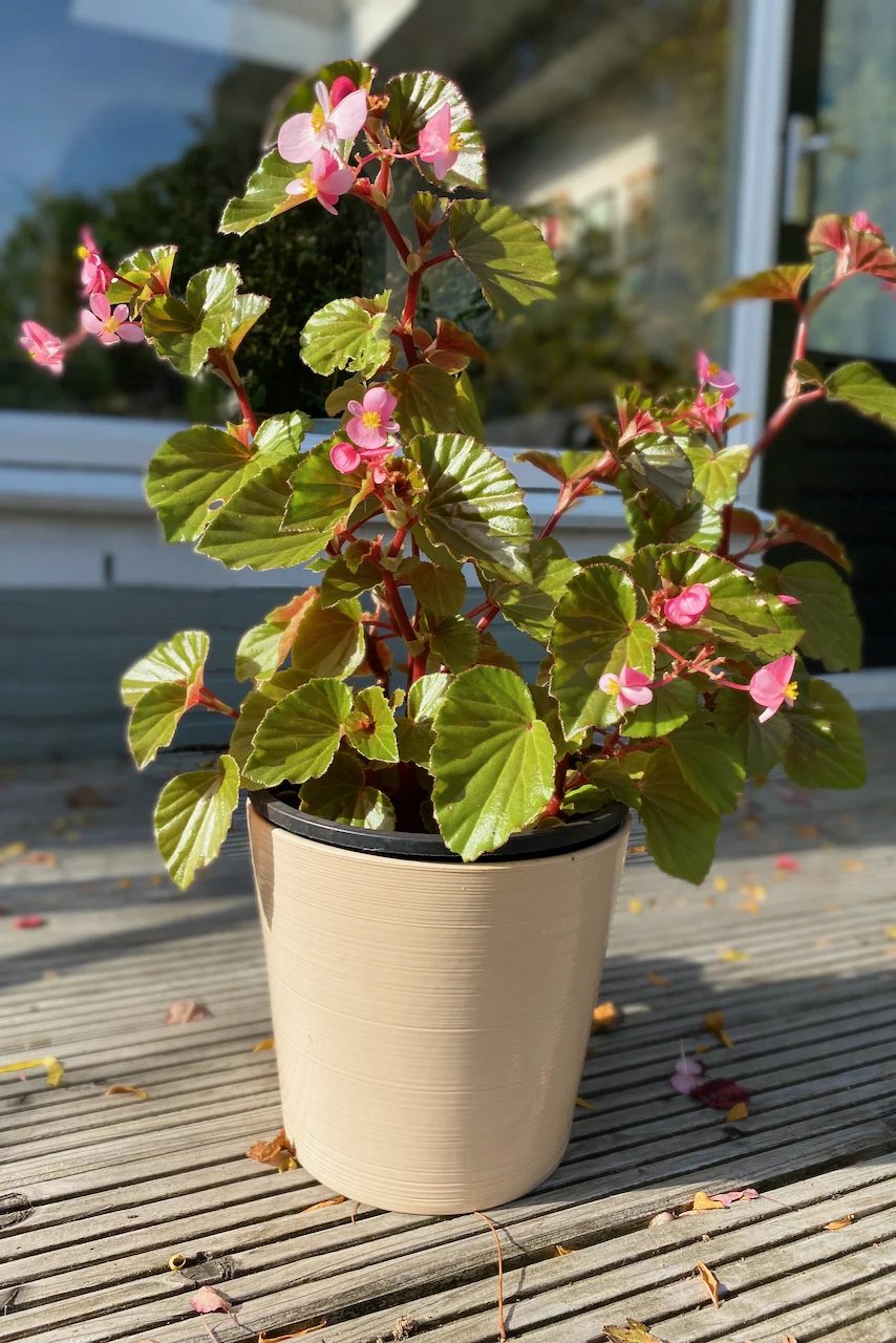 Potted begonia on a sunny patio.