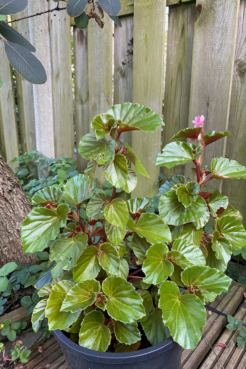 Large potted begonia in the shade.