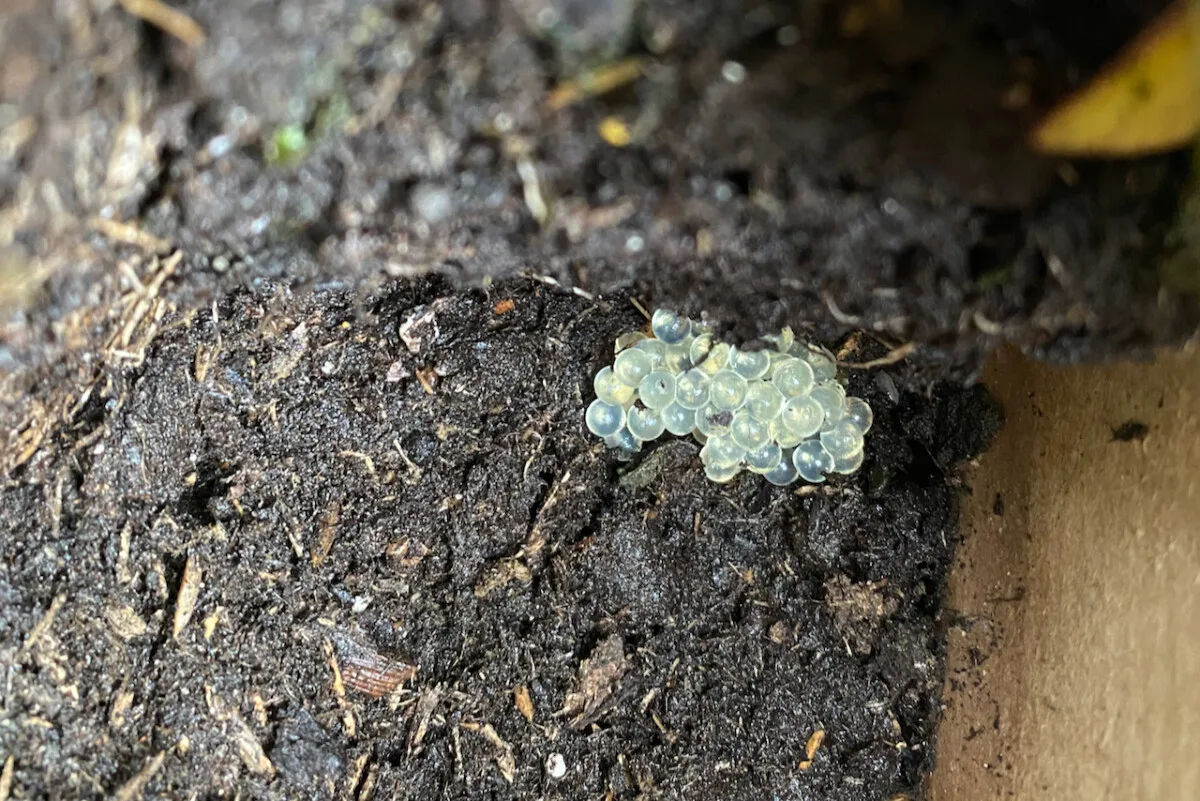 Slug eggs in potting soil