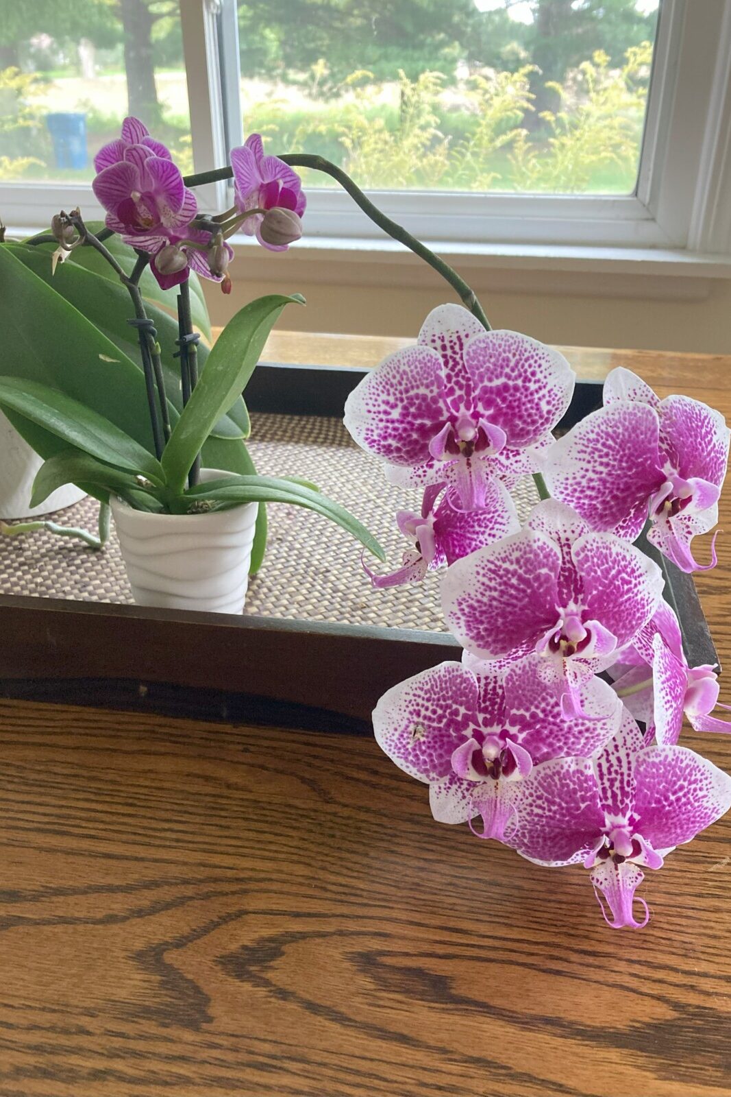 Orchid bloom. 
