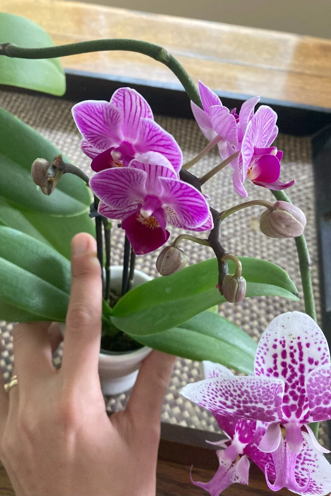 Woman's hand holding the leaves of an orchid. 