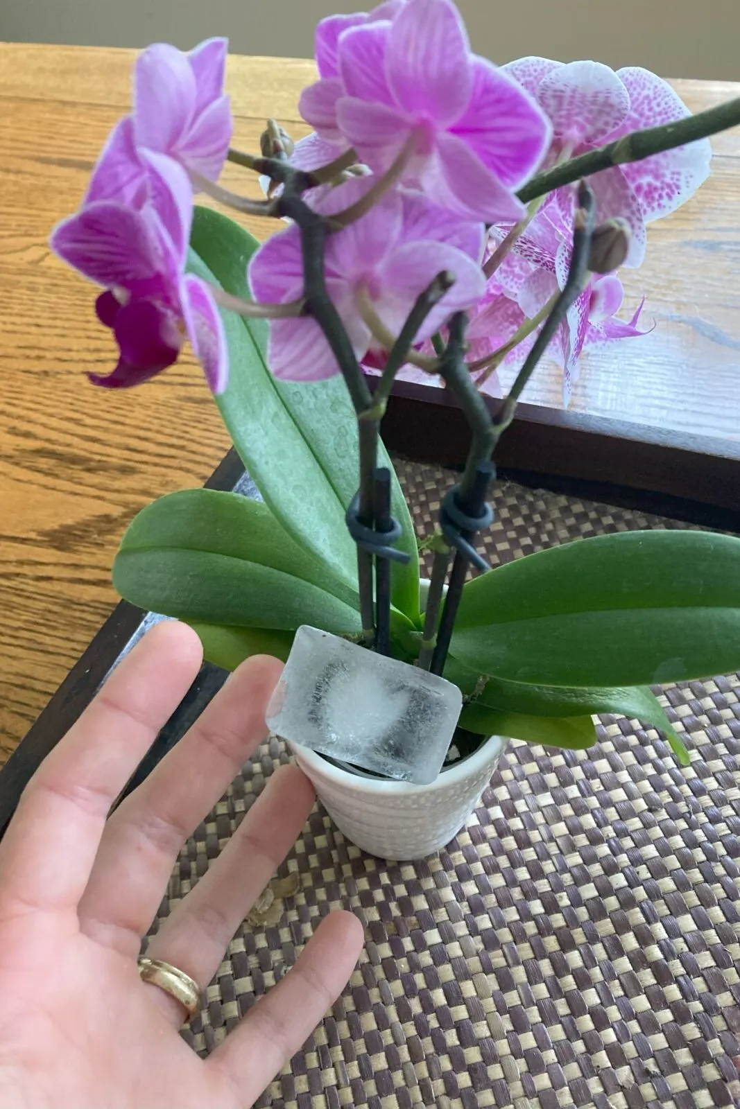 Woman watering an orchid with an ice cube. 