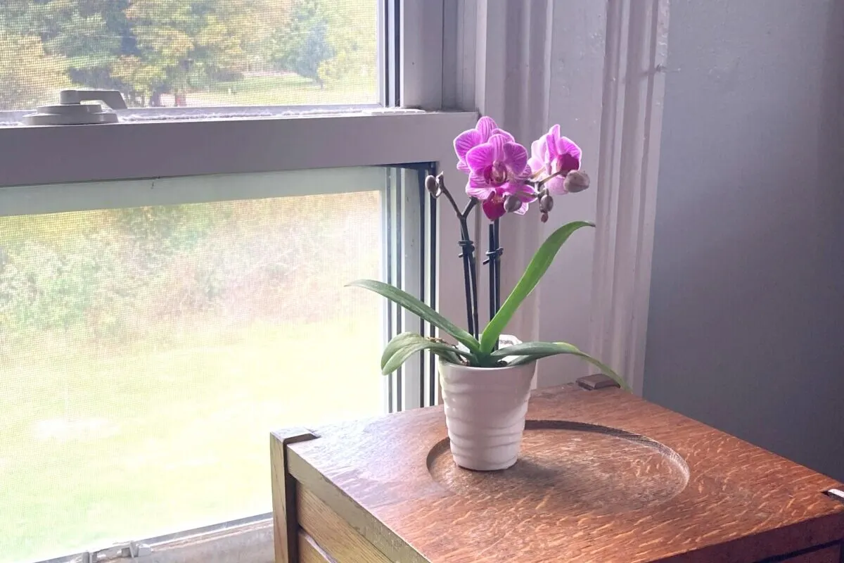 Orchid in a window 