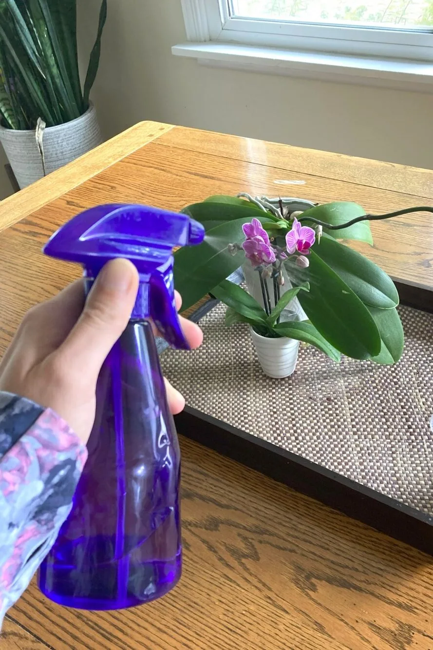 Woman's hand using a spray bottle to mist an orchid. 
